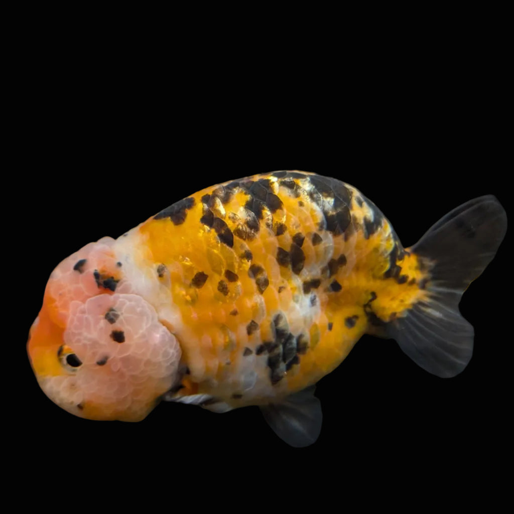 Jumbo Ranchu Calico 4.5"-5" in. ID#821R8A-033