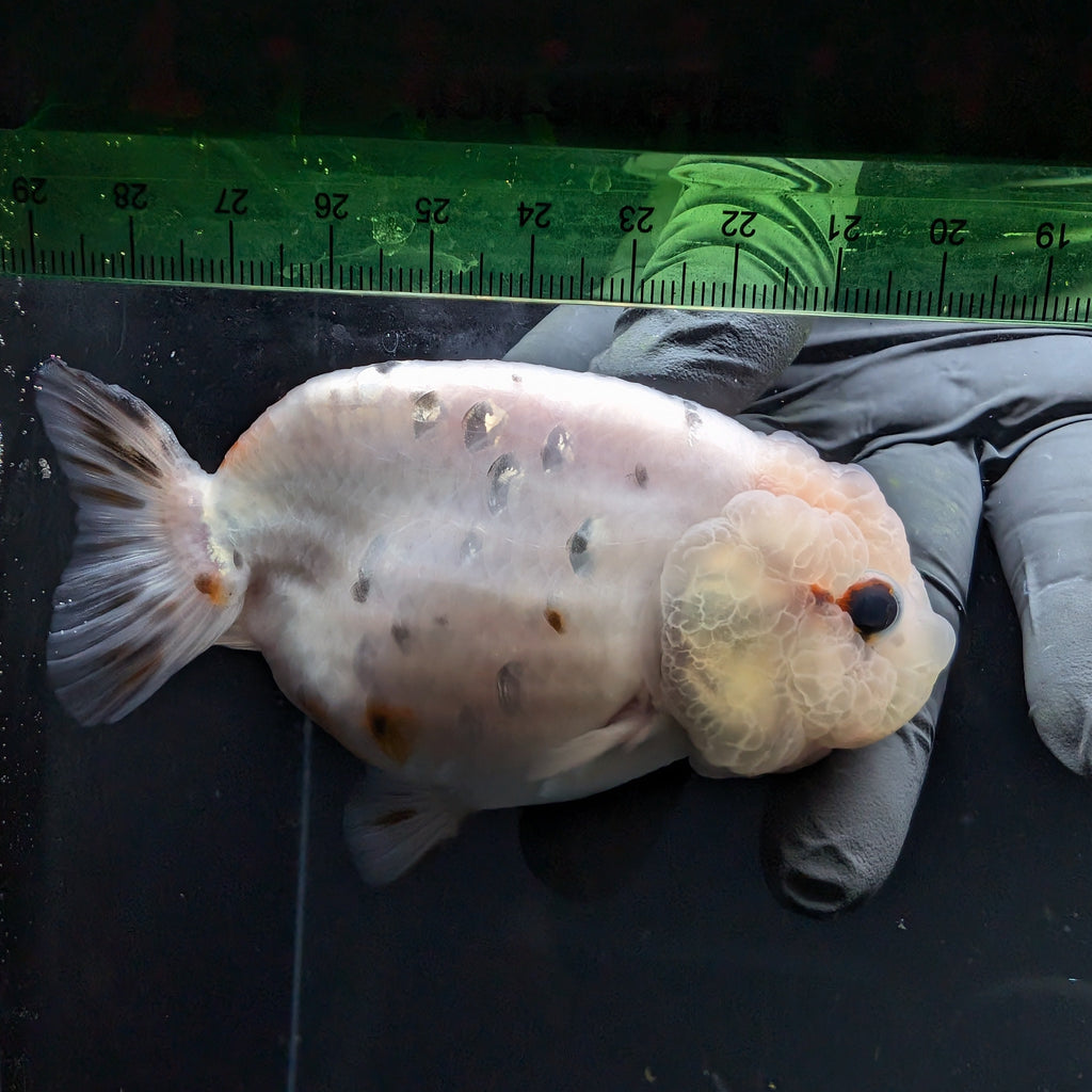 Jumbo Ranchu Calico 3.5"- 4" in. ID#710R8A-024
