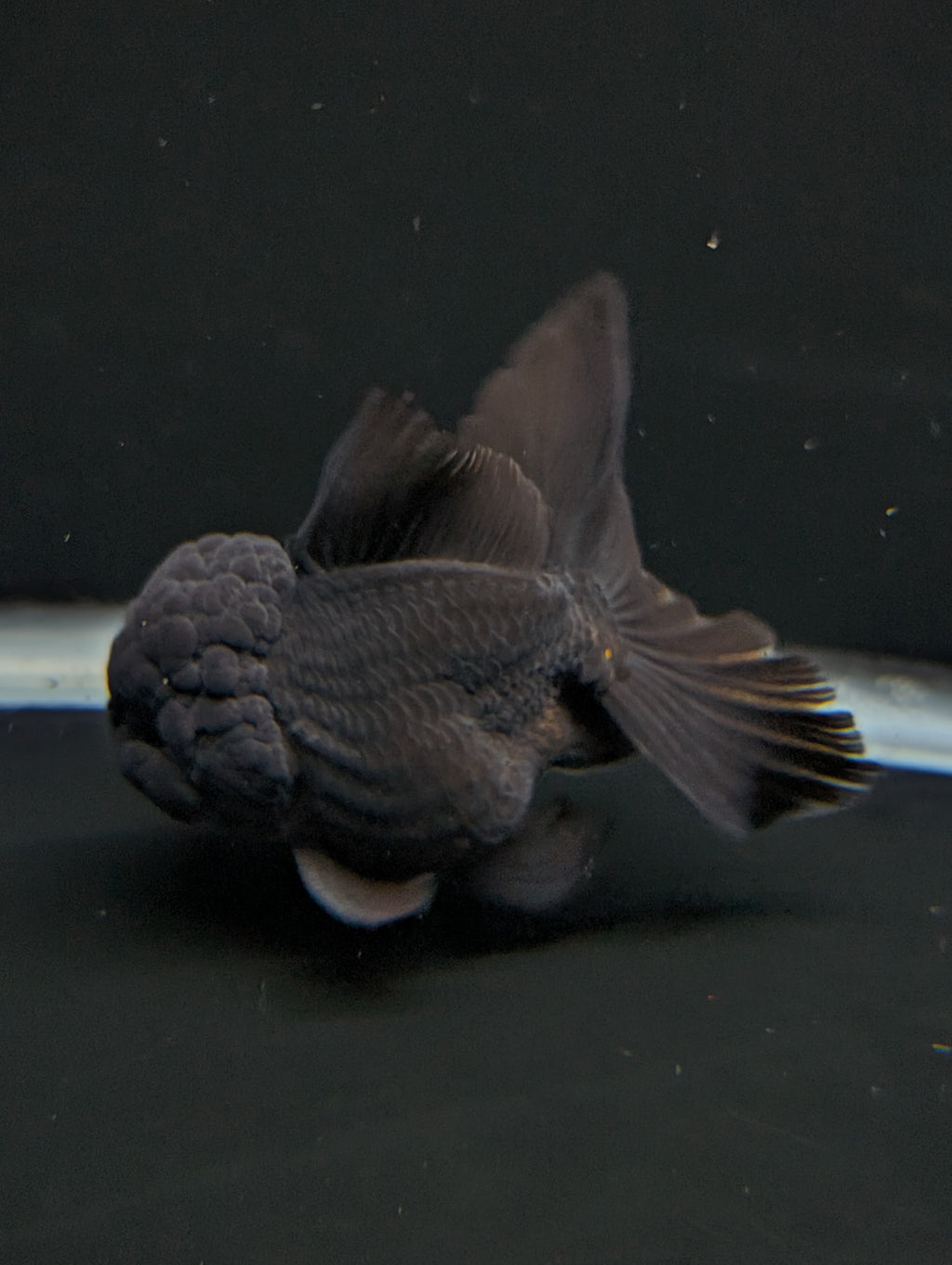 Thai Oranda Godzilla Black 3.5"-4"in.  ID#1023T1A-028