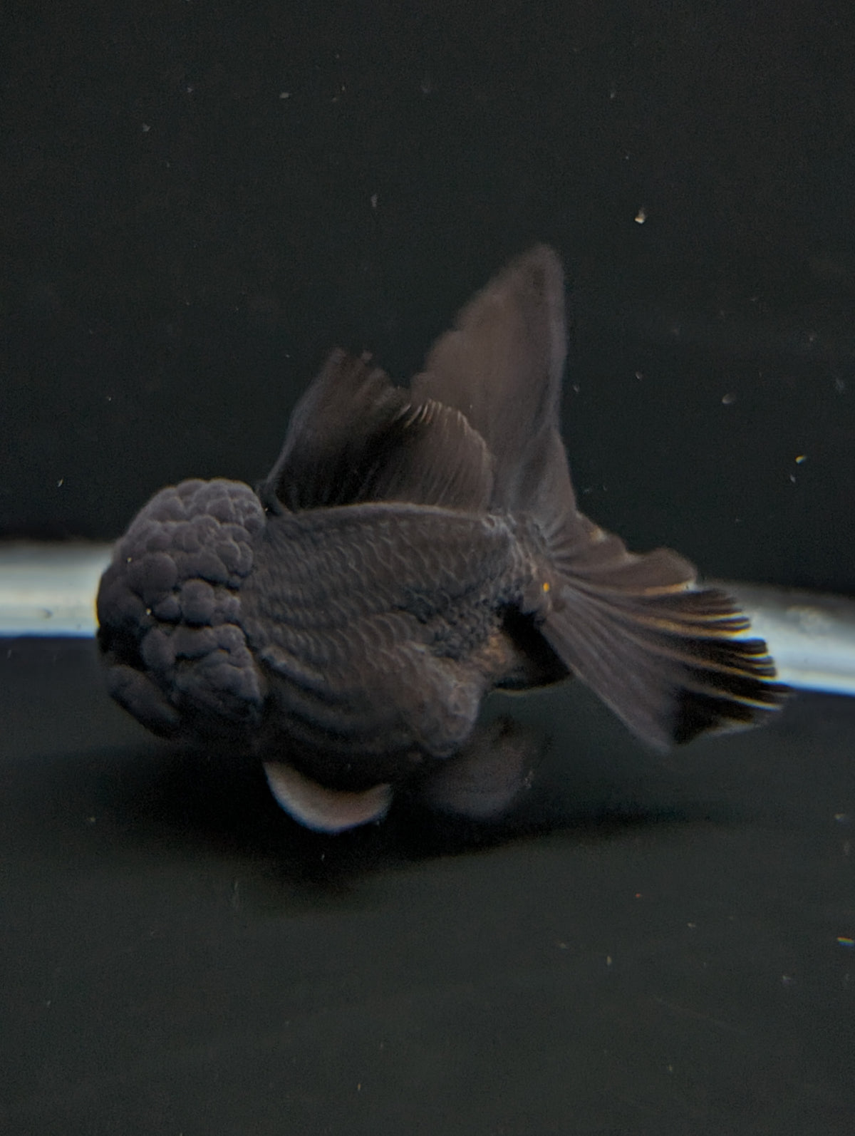 Thai Oranda Godzilla Black 3.5"-4"in.  ID#1023T1A-028