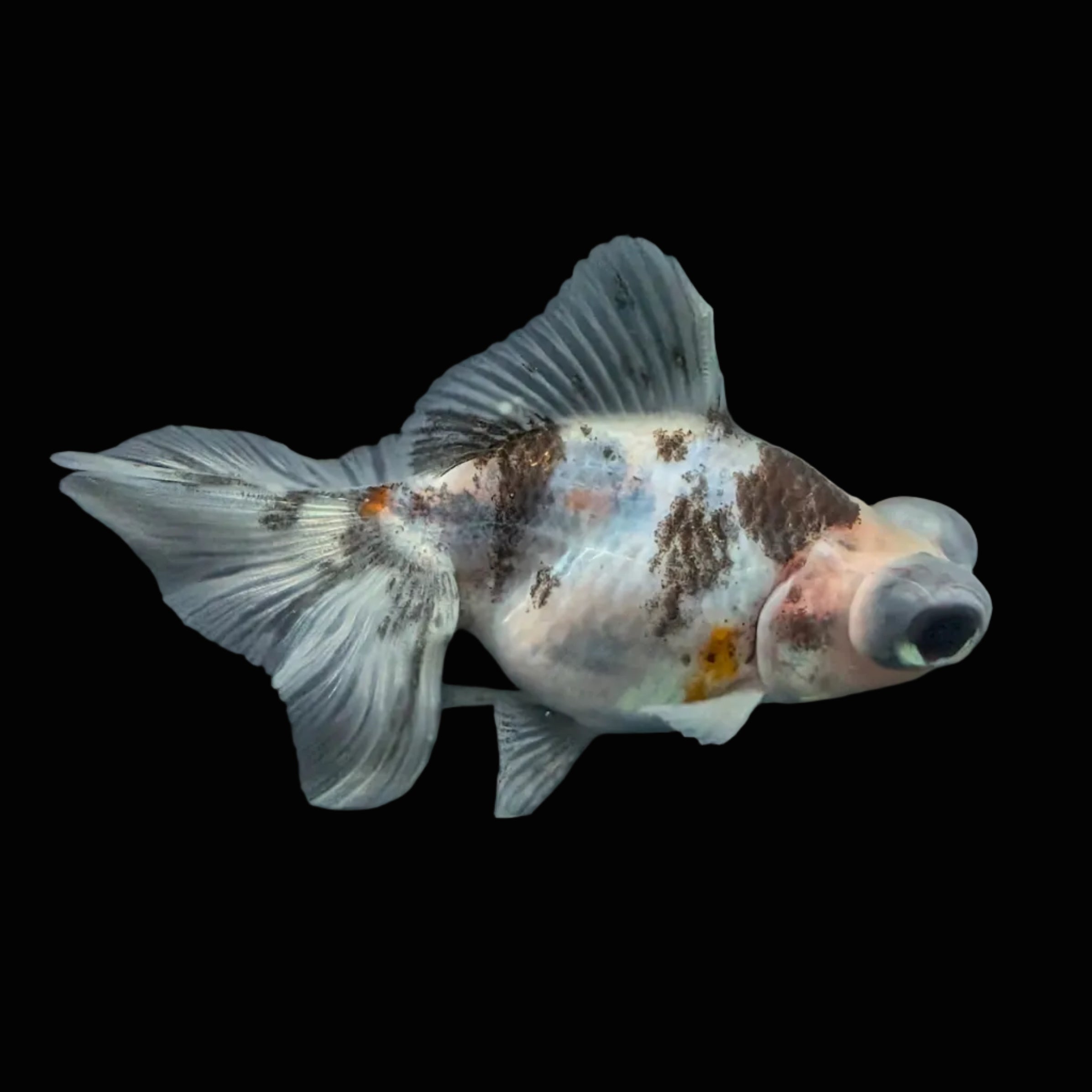Telescope Butterfly Calico 3.5"-4" in. ID#508B4A-014