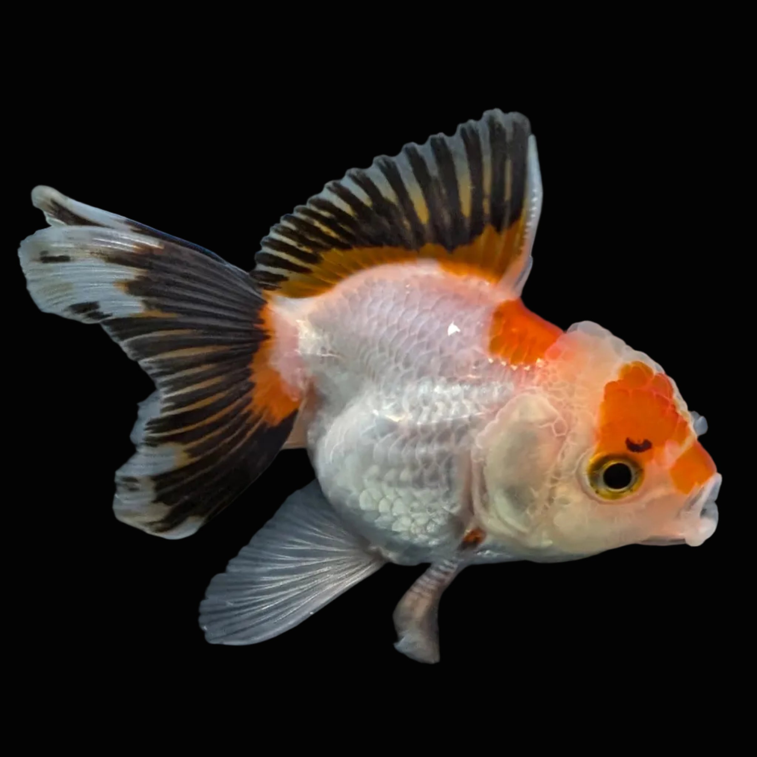 Thai Baby Oranda Tricolor 3"in.  ID#807T1A-004