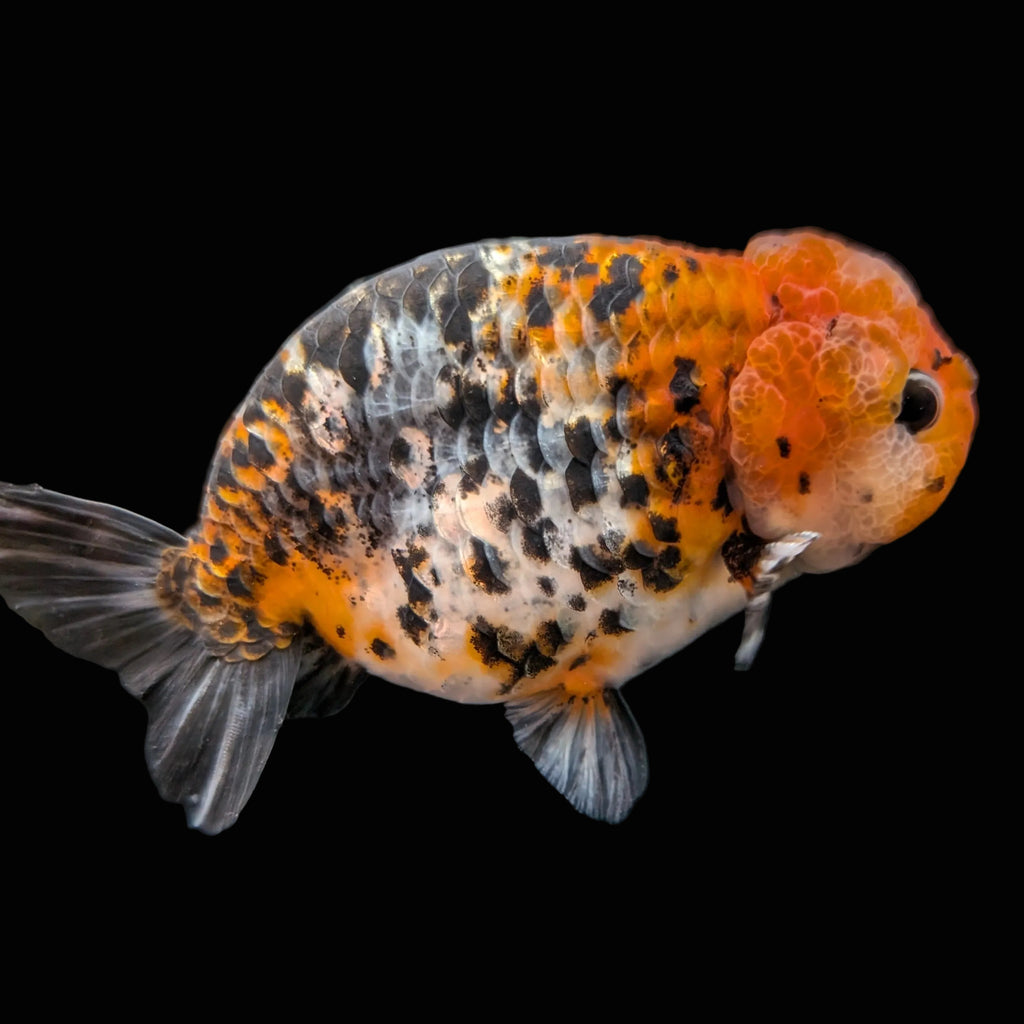 Jumbo Ranchu Calico 4.5"-5" in. ID#821R8A-031
