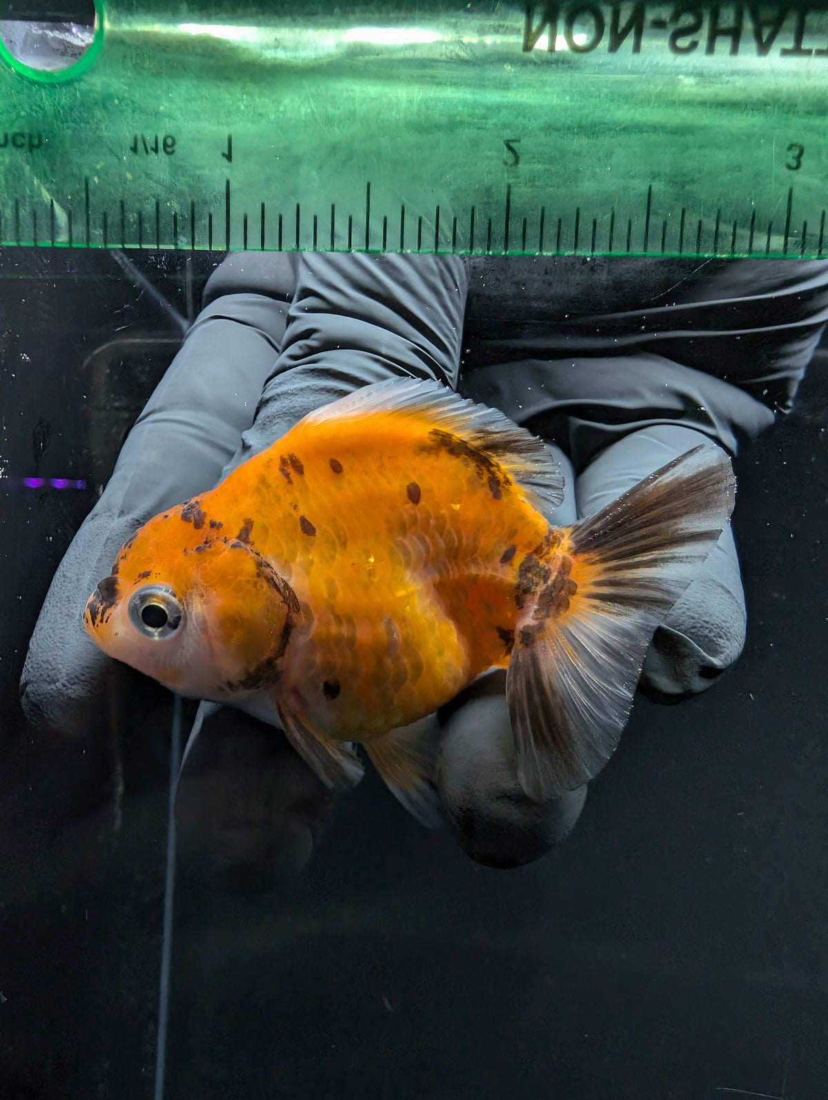 Baby Thai Shogun Oranda Calico 2"-2.5" in. ID#1016BSG11A-007