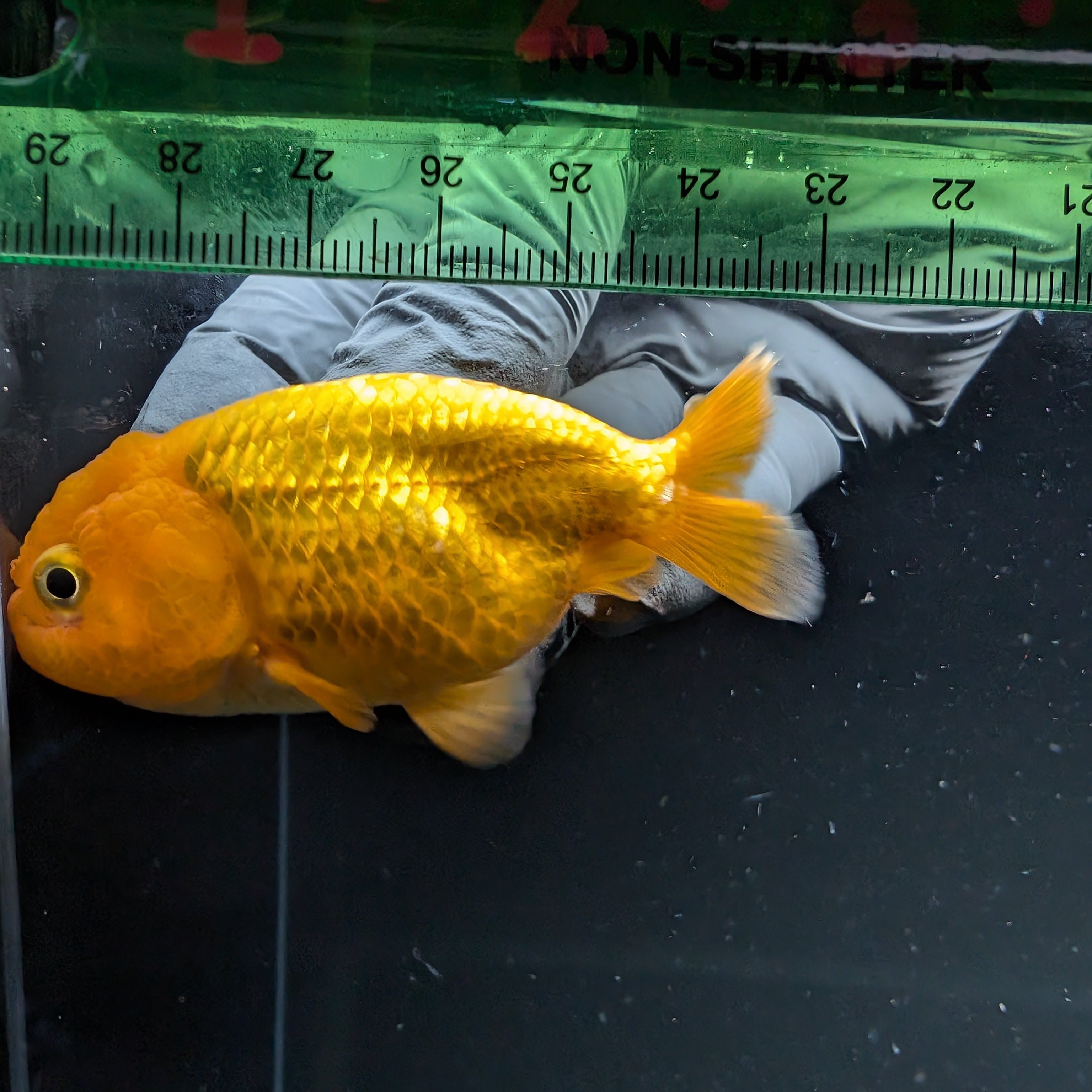 Ranchu Red White 2.5"-3" in. ID#724R4A-034
