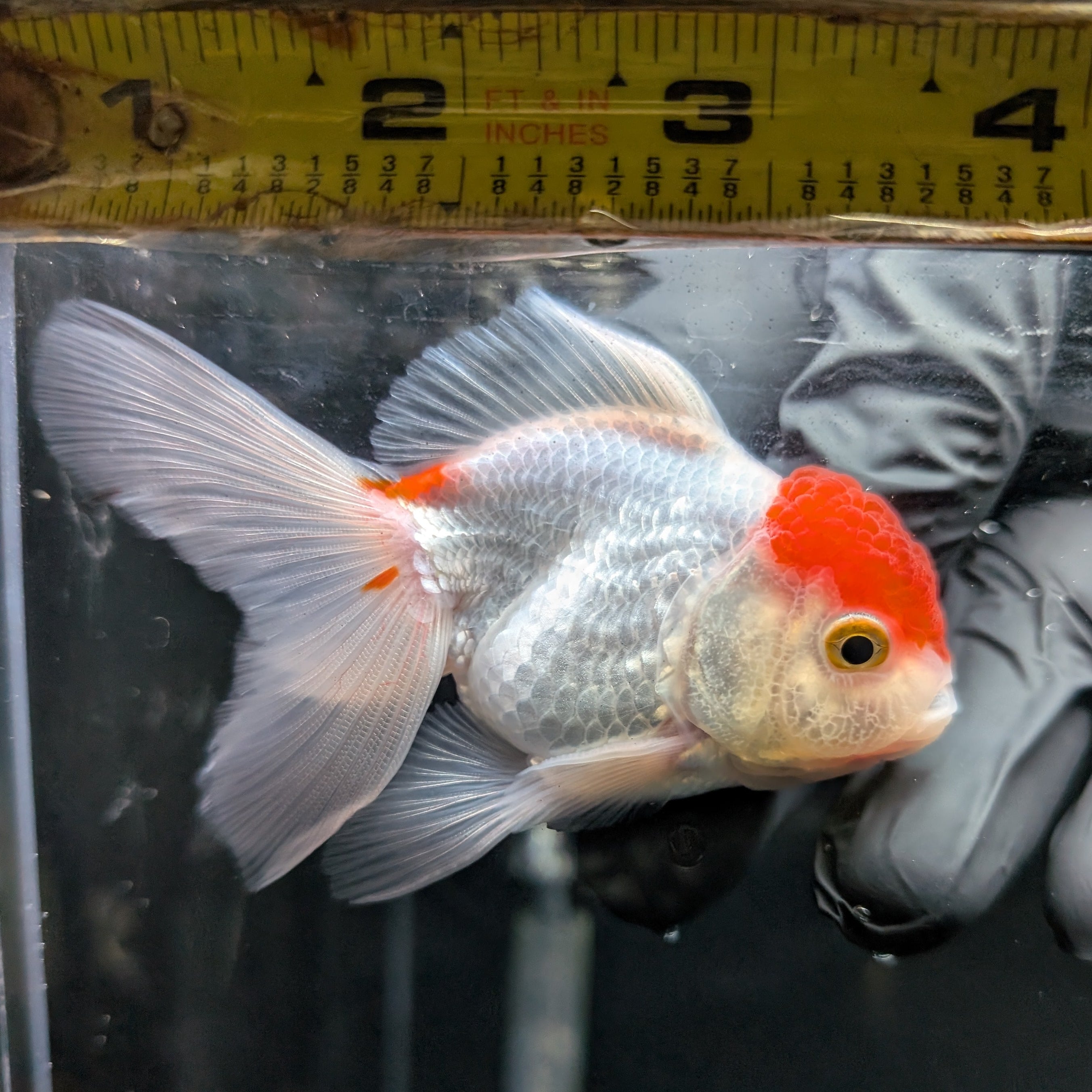Juvenile Oranda Tricolor 3.5"-4" in.  ID#417T7A-012