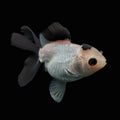 Juvenile Oranda Panda  3.5"-4" in.  ID#501T2A-013