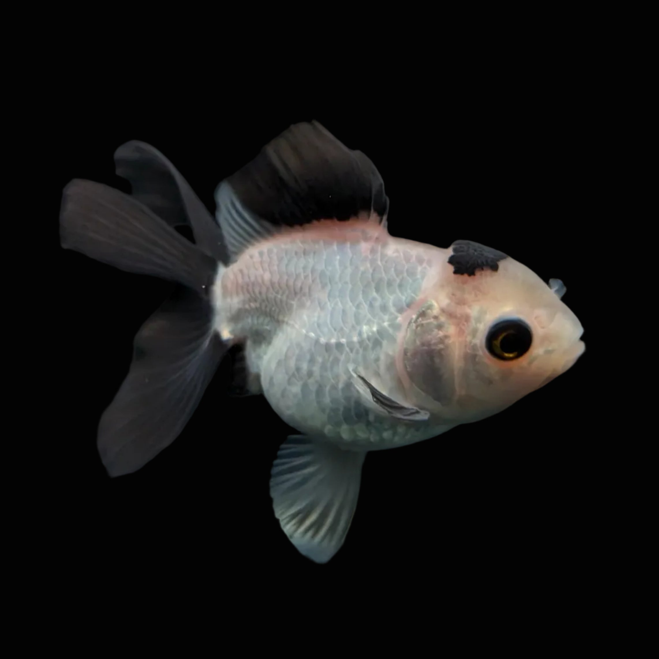 Juvenile Oranda Panda  3.5"-4" in.  ID#501T2A-013