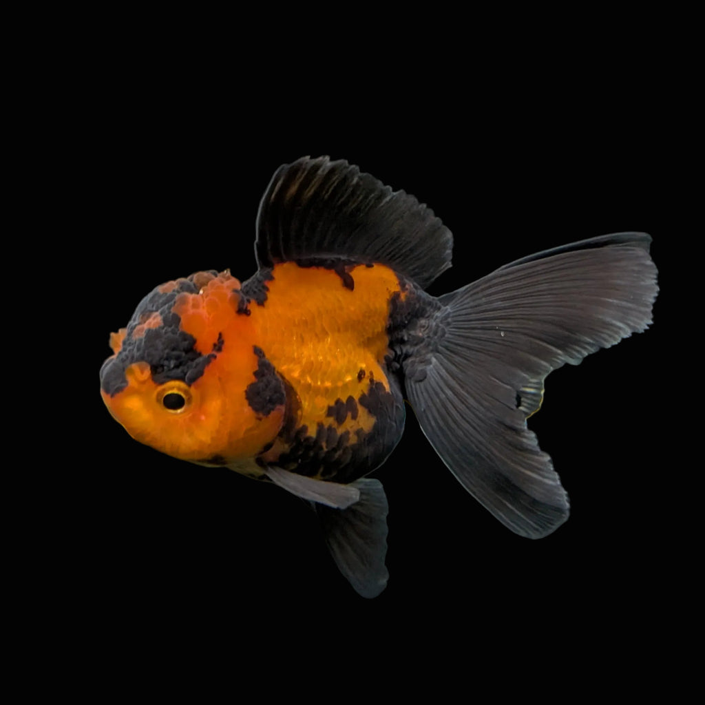 Juvenile Oranda Tricolor 3.5"-4" in.  ID#403T8A-003