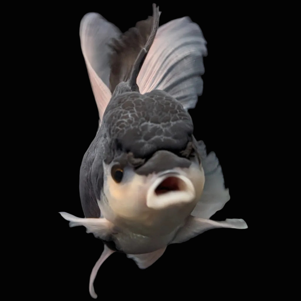 Thai Oranda Panda  4.5"-5"  ID#718T5B-002