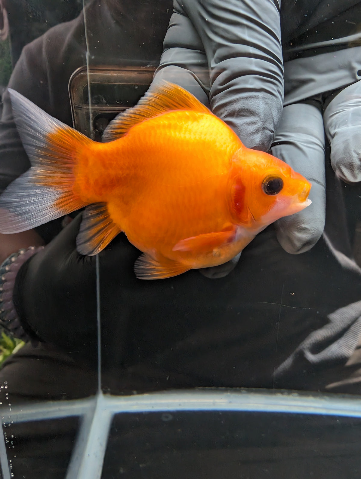 Tamasaba Sakura 3.5"in. ID#1023TM1B-028