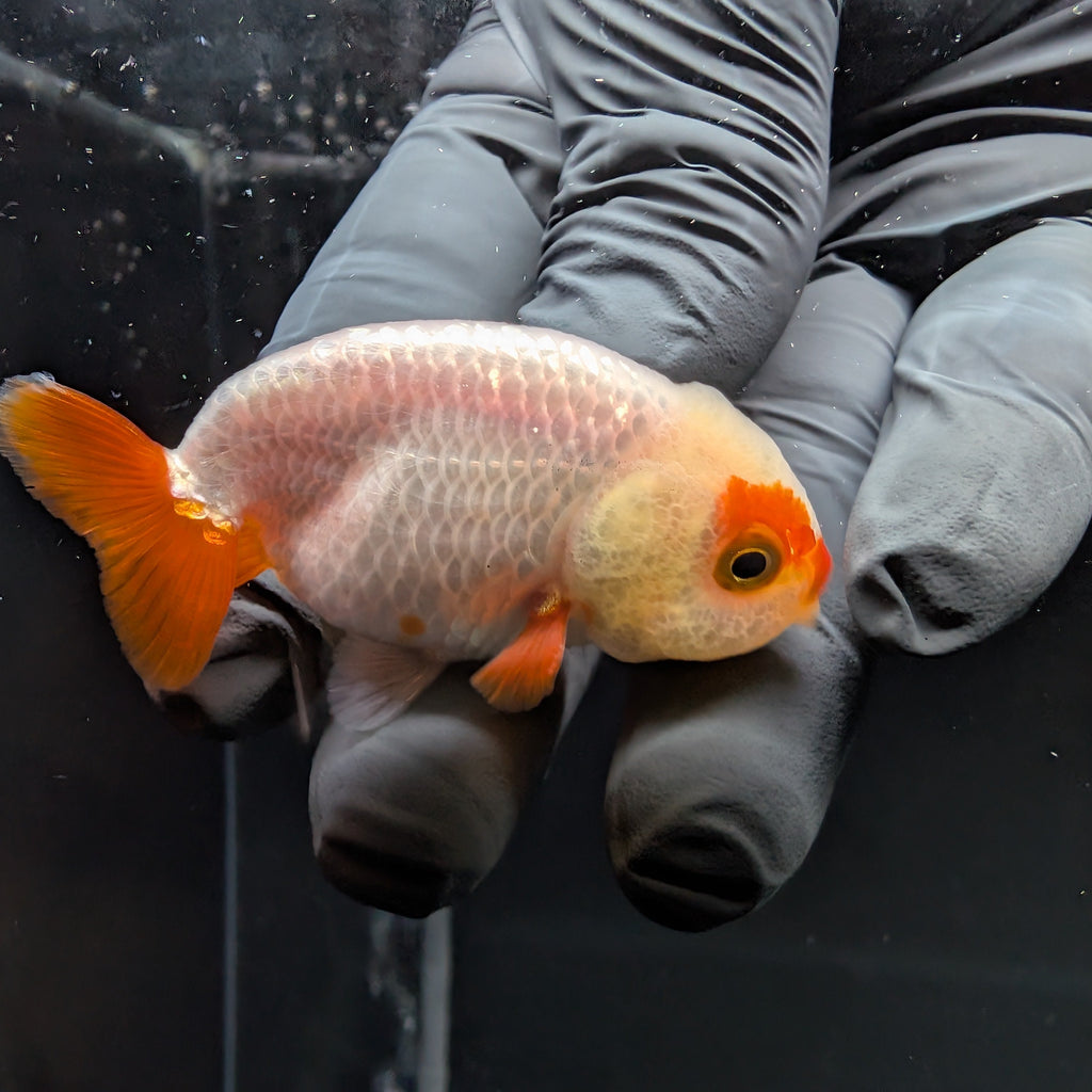 Baby Ranchu Red White 2.5"-3" in. ID#515R4A-004