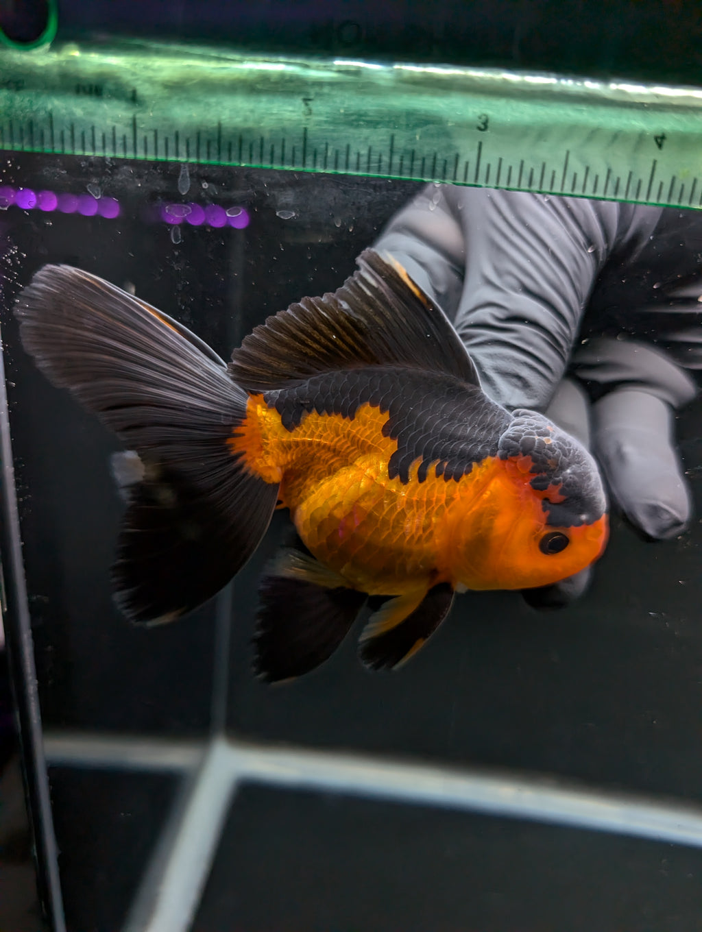 Thai Oranda Red Black 4"-4.5"in.  ID#1016T1A-004