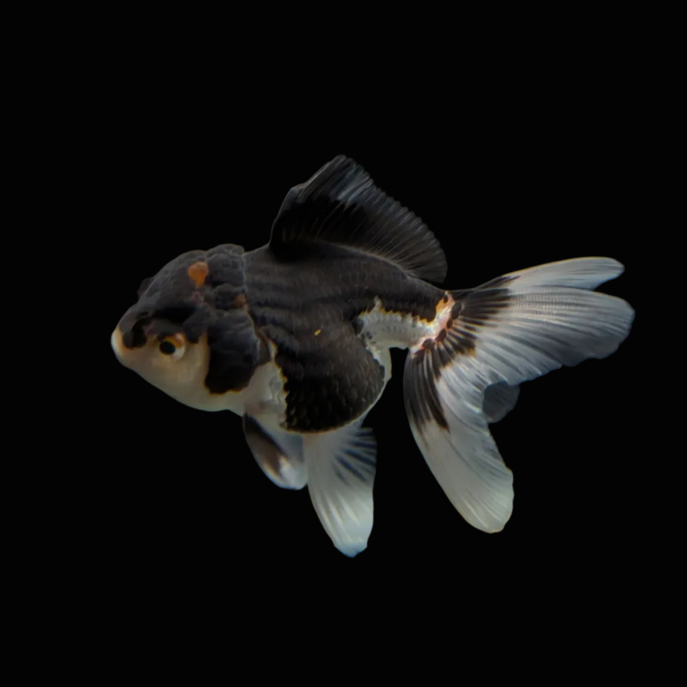 Juvenile Oranda Panda 3.5"-4" in.  ID#320T13b-004