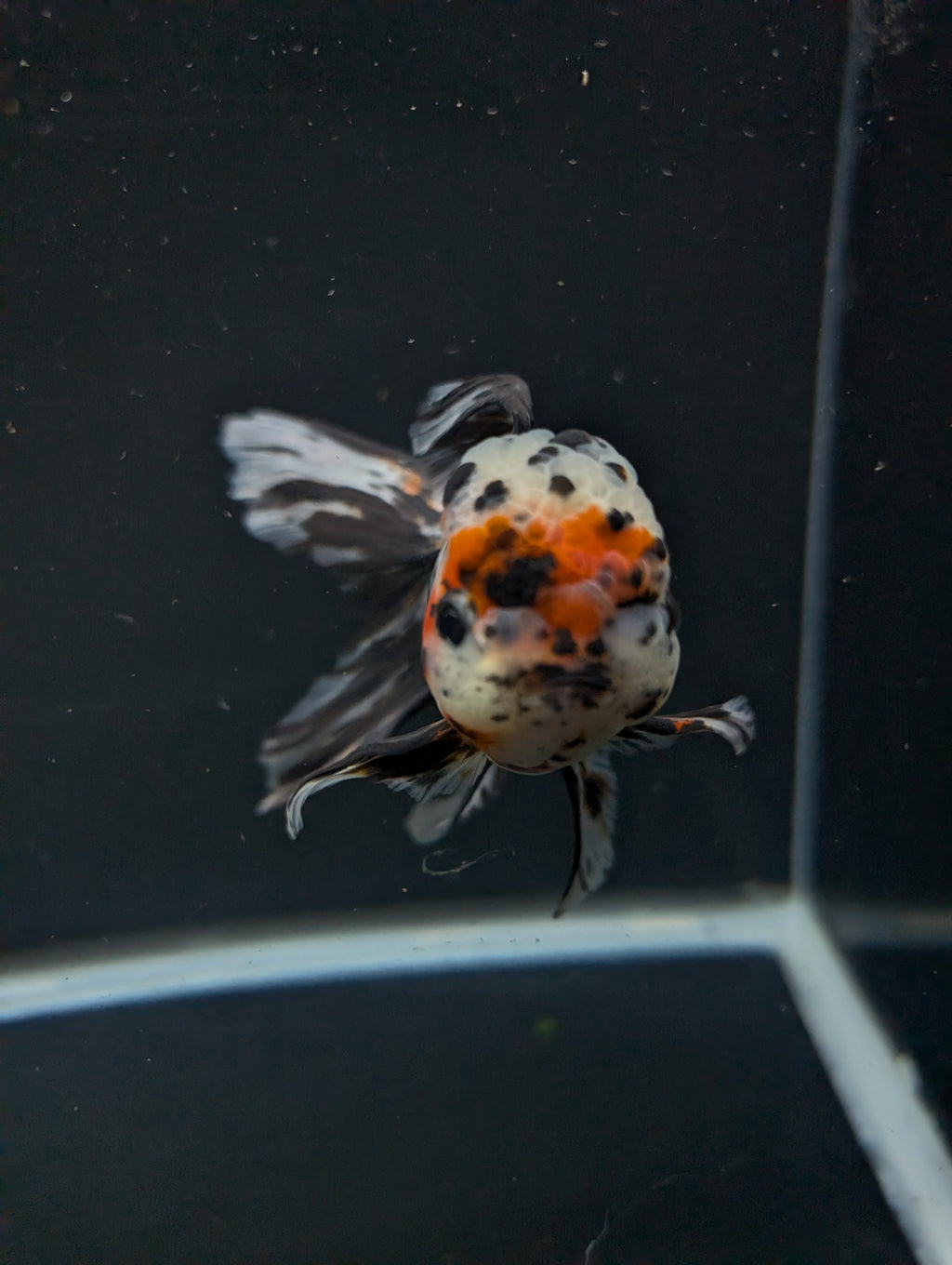 Calico Oranda 5"in. ID#821LB2A-63