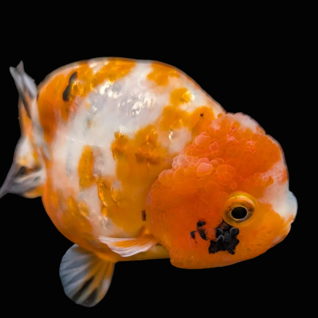Jumbo Ranchu Sakura Calico 4.5"-5" in. ID#814R8A-026