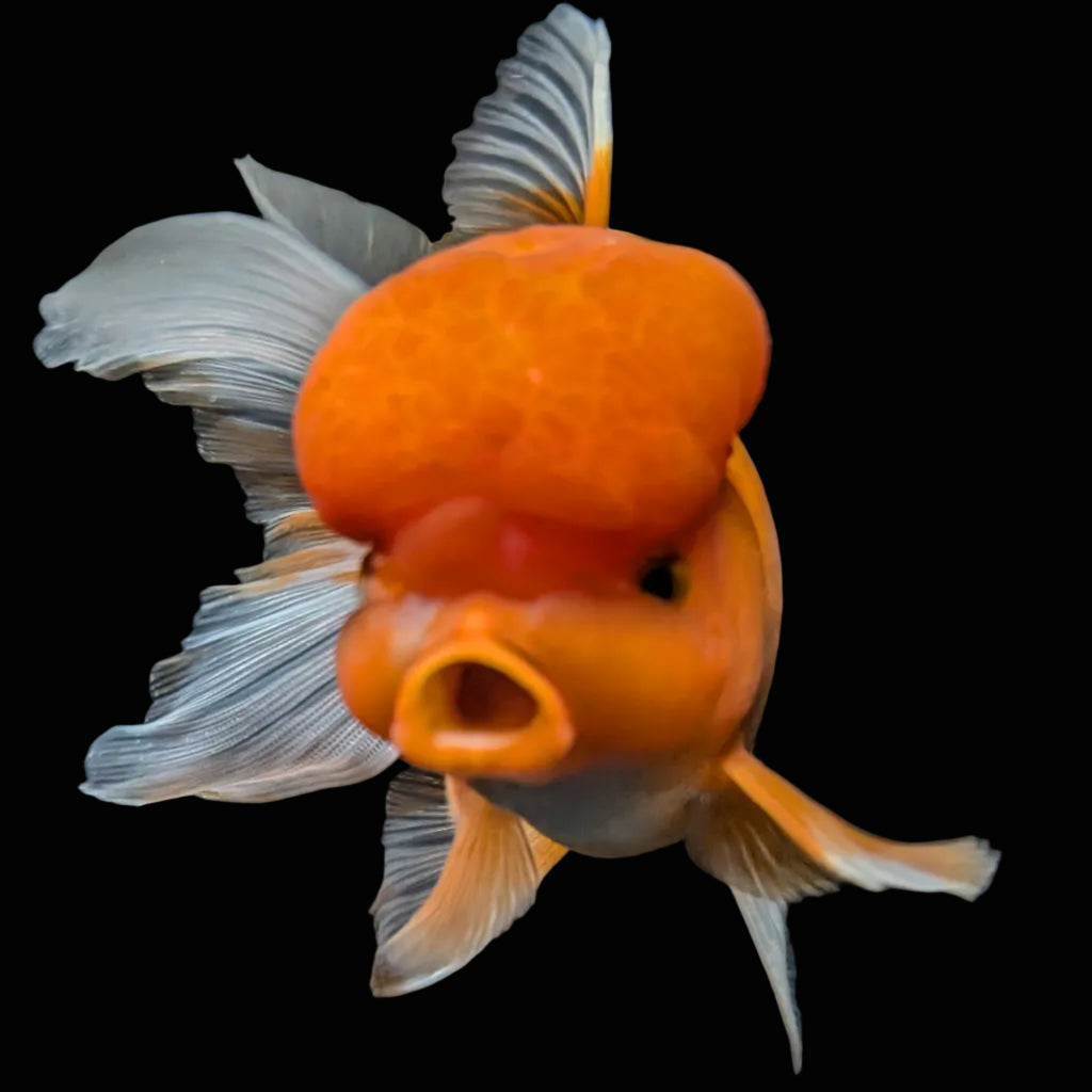 Jumbo Oranda Red White 6.5"-7"in.  ID#515T5B-002