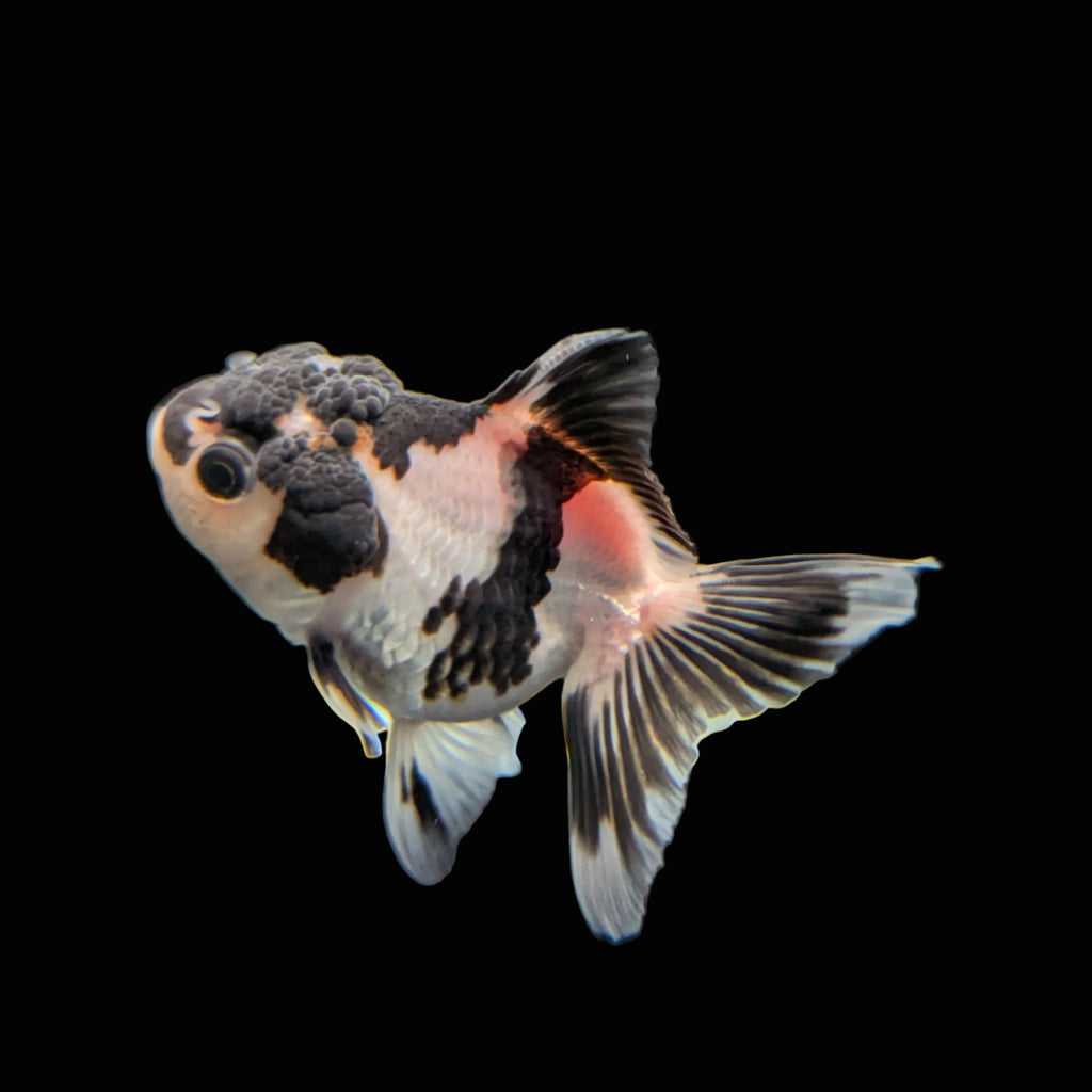 Juvenile Oranda Panda 3.5"-4" in.  ID#320T13b-007
