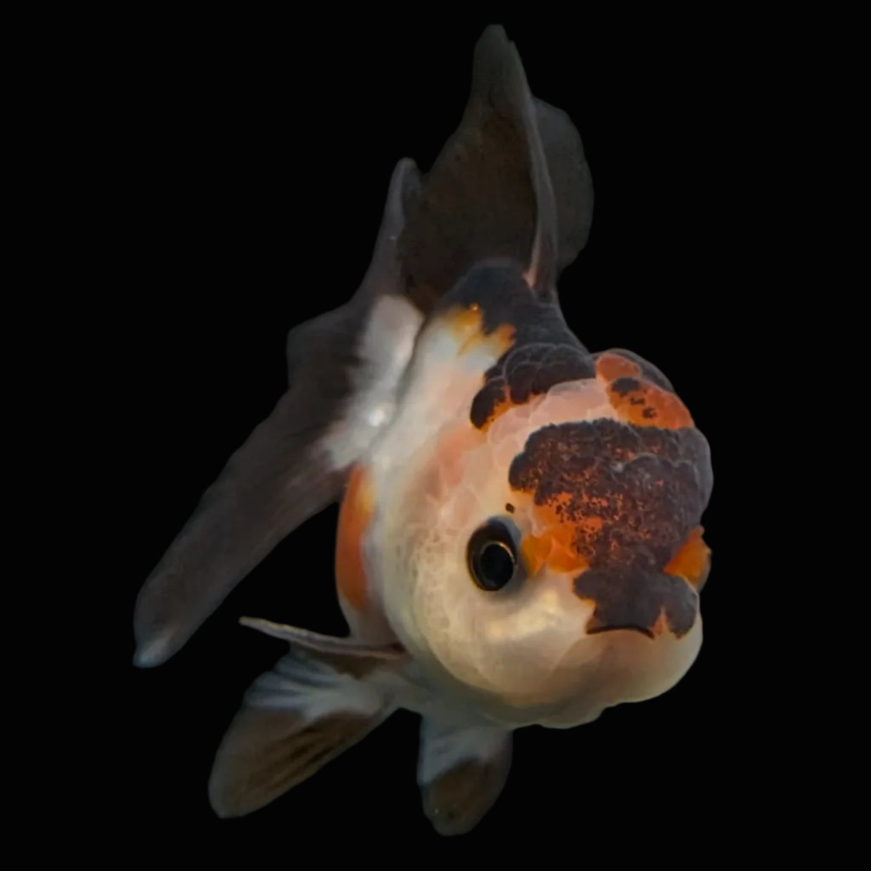 Thai Juvenile Oranda Tricolor 3.5"-4"in.  ID#731T1A-051