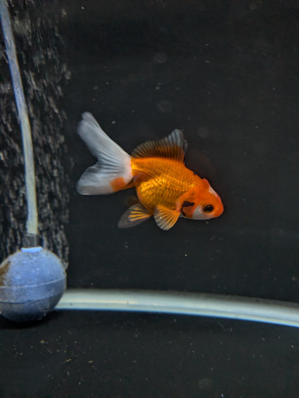 Juvenile Oranda  Red White 3"-3.5"in.  ID#619T1A-017