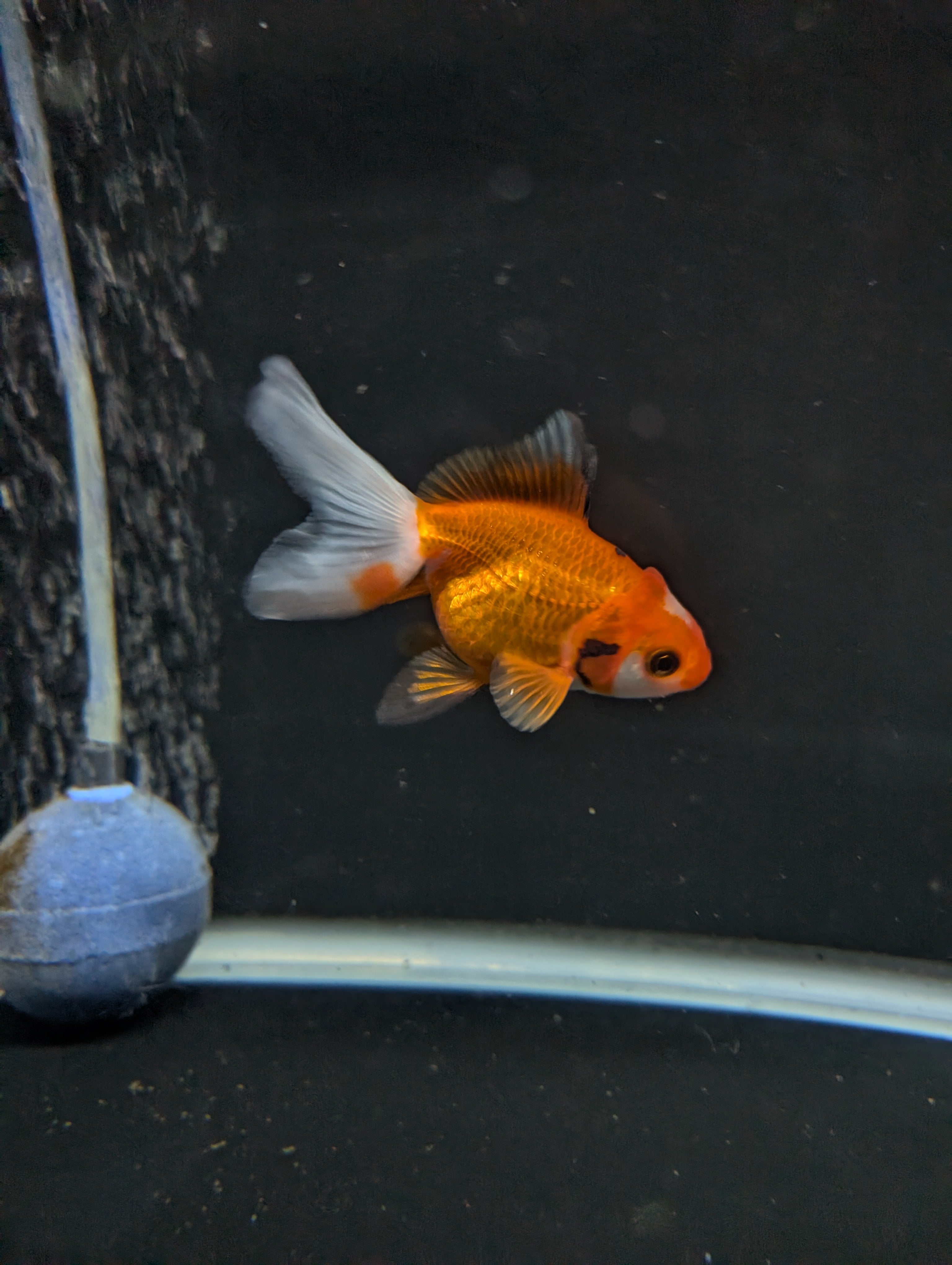 Juvenile Oranda  Red White 3"-3.5"in.  ID#619T1A-017