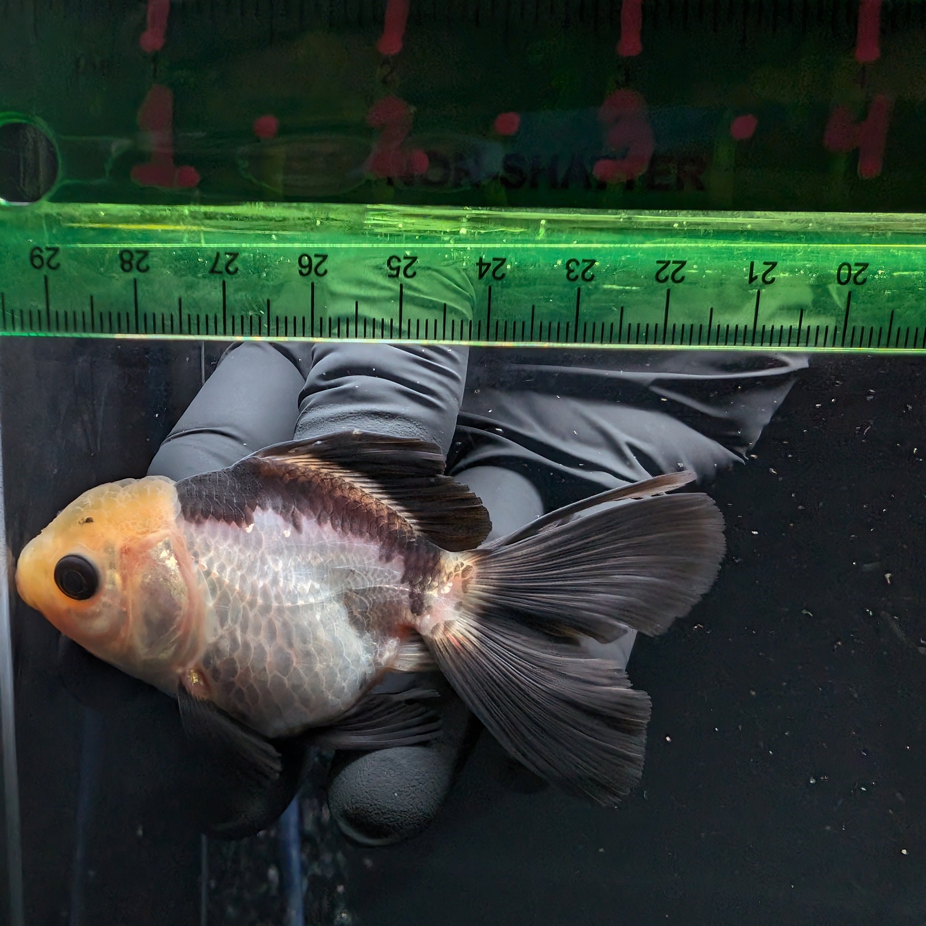 Thai Juvenile Oranda Panda 3"-3.5" in.  ID#626T1A-007