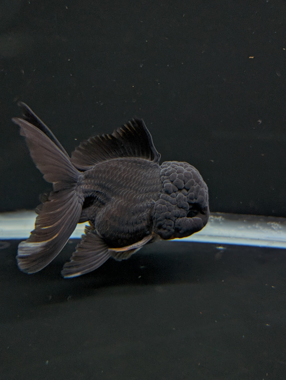 Thai Oranda Godzilla Black 3.5"-4"in.  ID#1023T1A-028