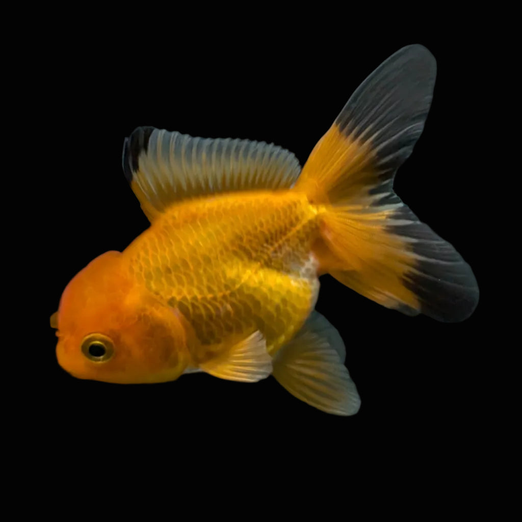 Thai Juvenile Oranda Red Black 3"-3.5" in.  ID#724T1A-023