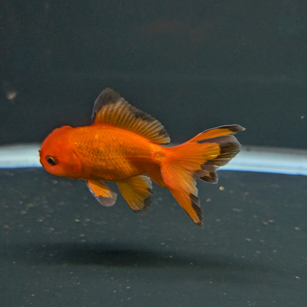 Juvenile Oranda Red Black 3"-3.5"in.  ID#522T1A-004 Please See Notes.