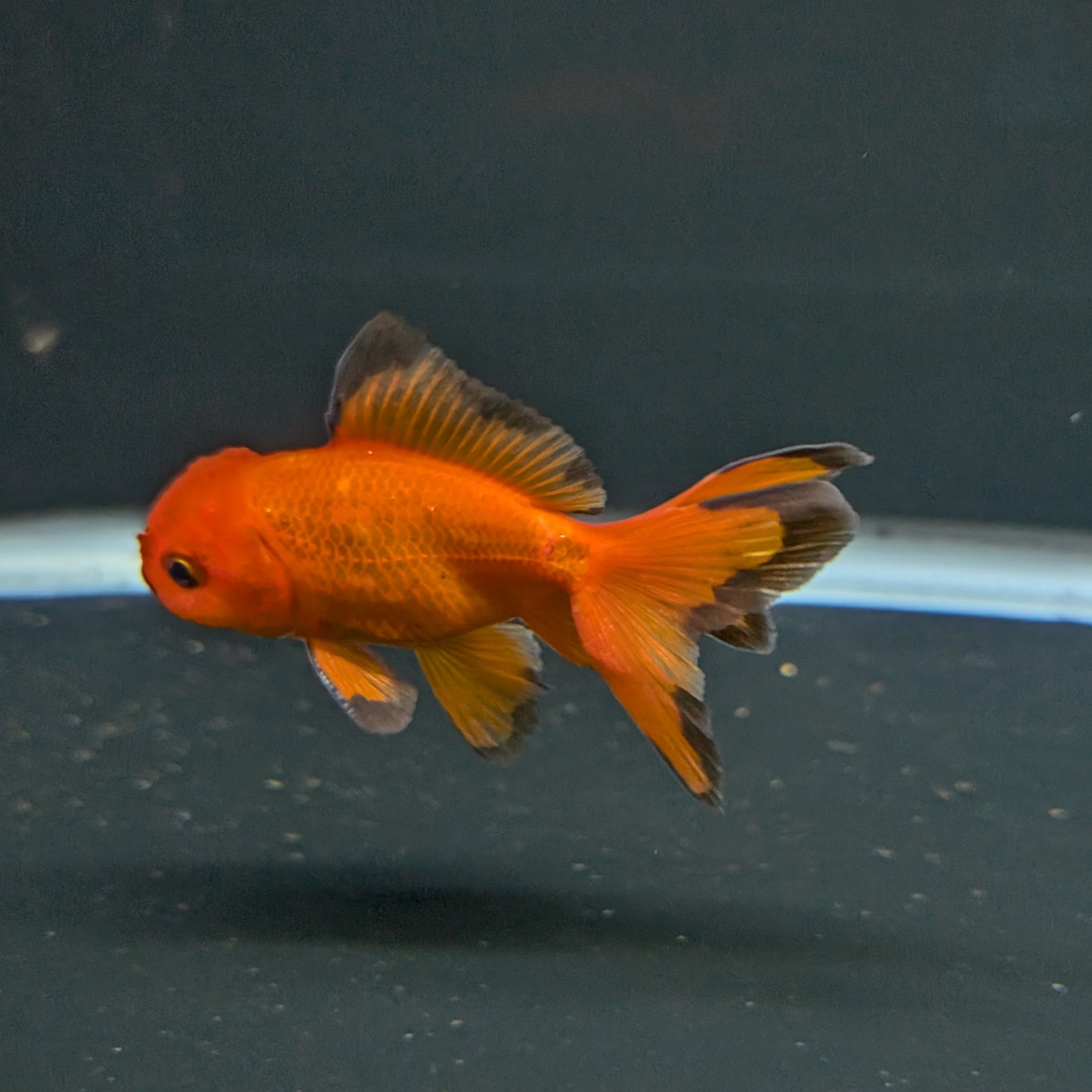 Juvenile Oranda Red Black 3"-3.5"in.  ID#522T1A-004 Please See Notes.