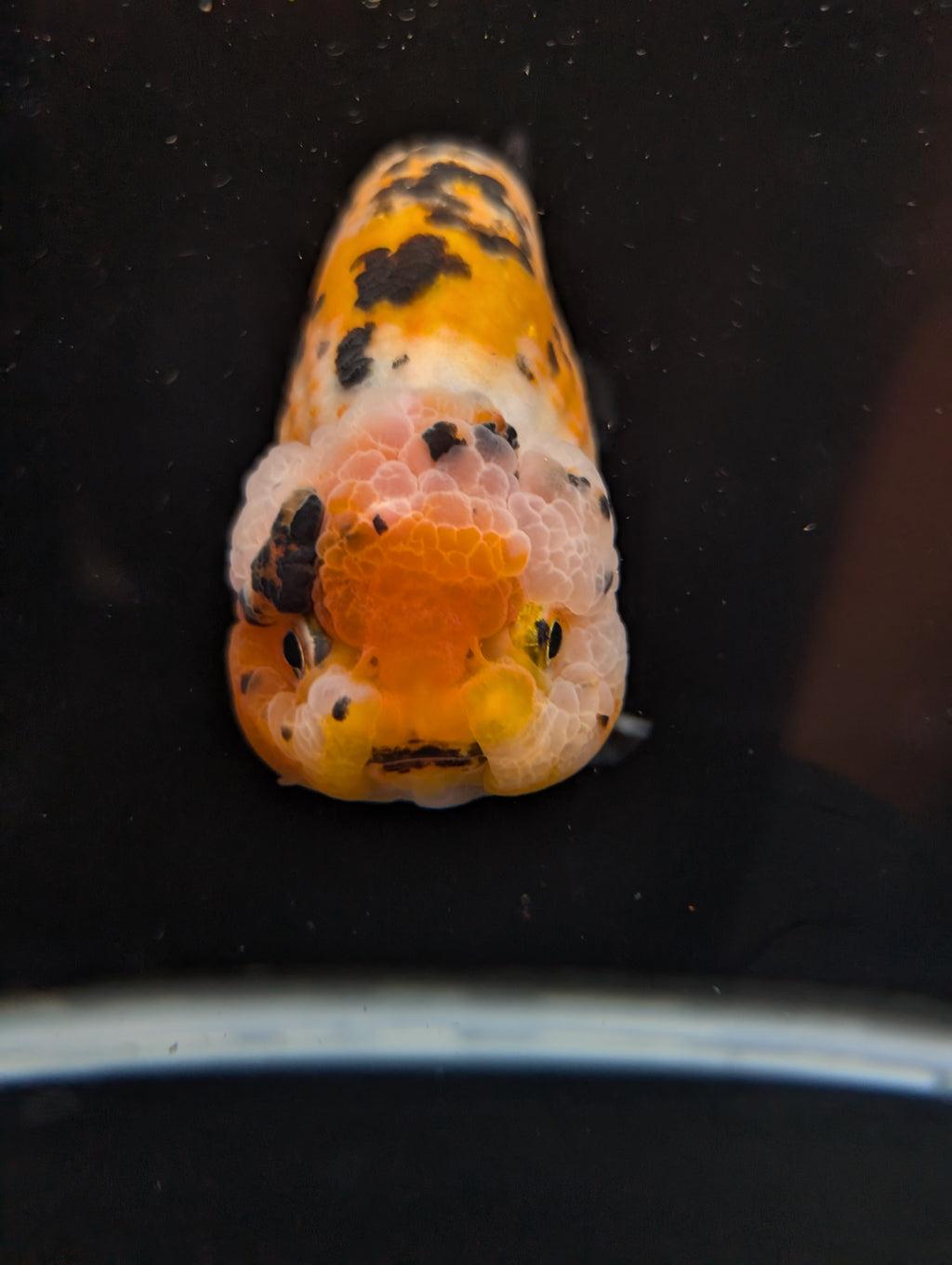 Jumbo Ranchu Calico 4.5"-5" in. ID#821R8A-033