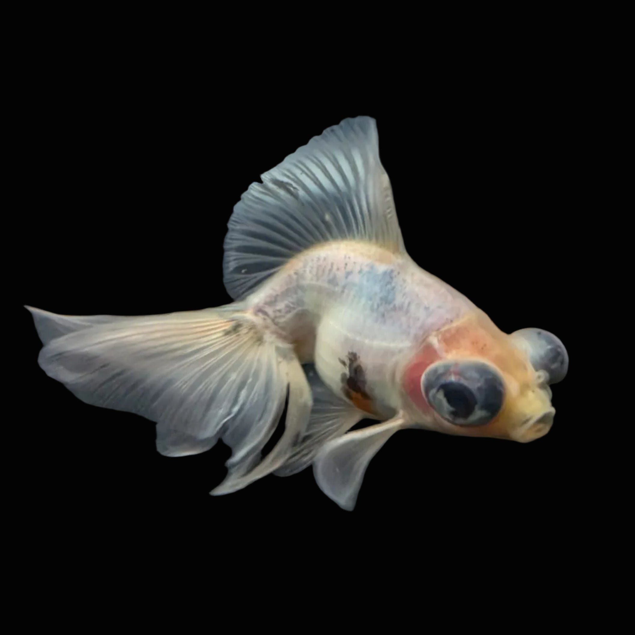 Telescope Butterfly Calico 3.5"-4" in. ID#508B4A-009