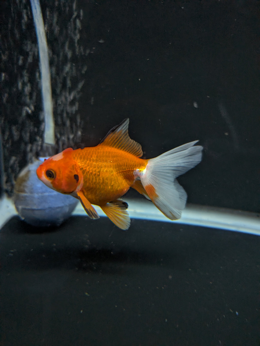 Juvenile Oranda  Red White 3"-3.5"in.  ID#619T1A-017