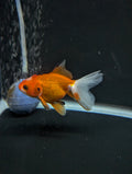Juvenile Oranda  Red White 3"-3.5"in.  ID#619T1A-017