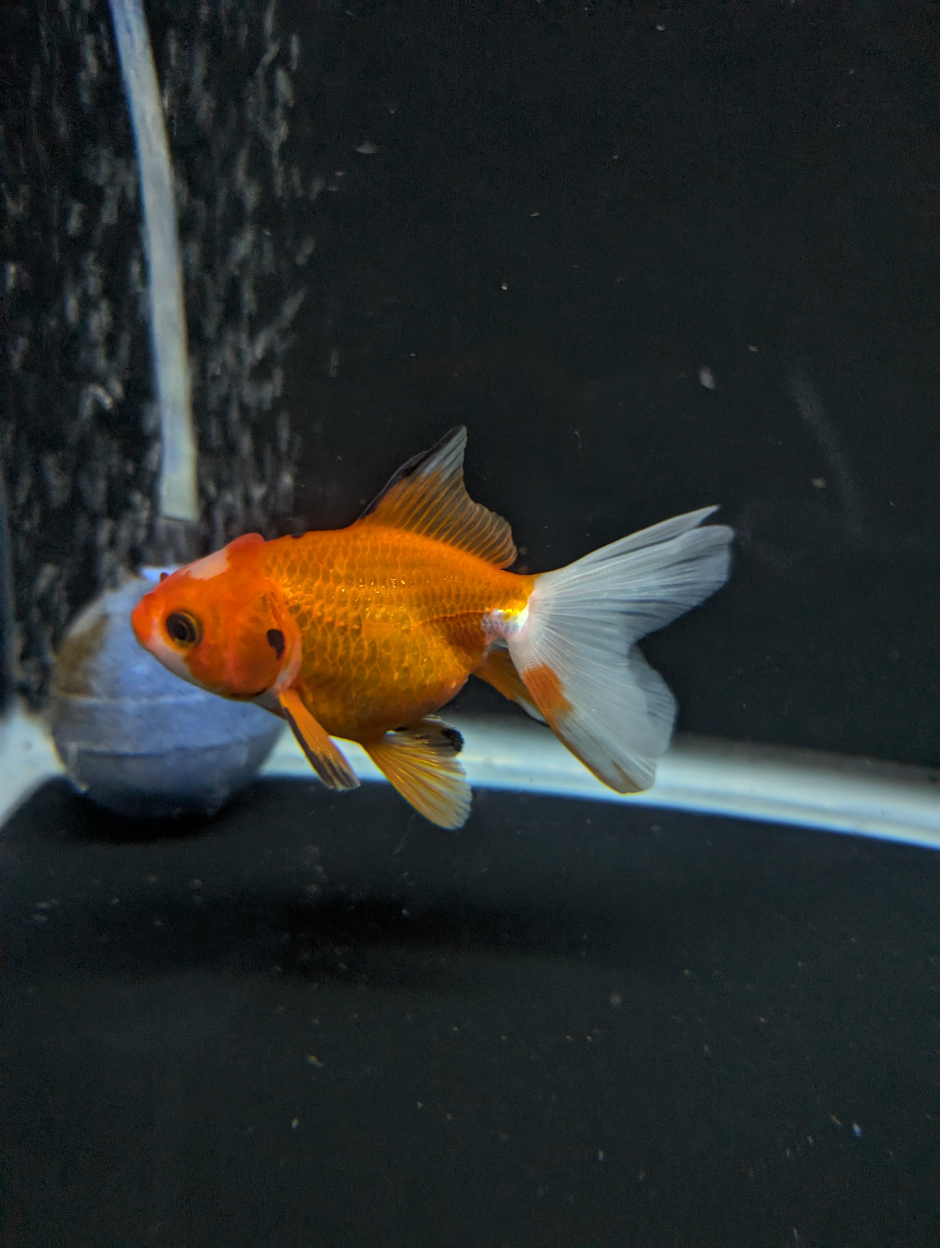 Juvenile Oranda  Red White 3"-3.5"in.  ID#619T1A-017