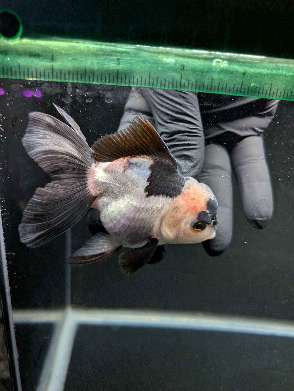 Thai Oranda Panda 4"-4.5"in.  ID#1016T1A-005