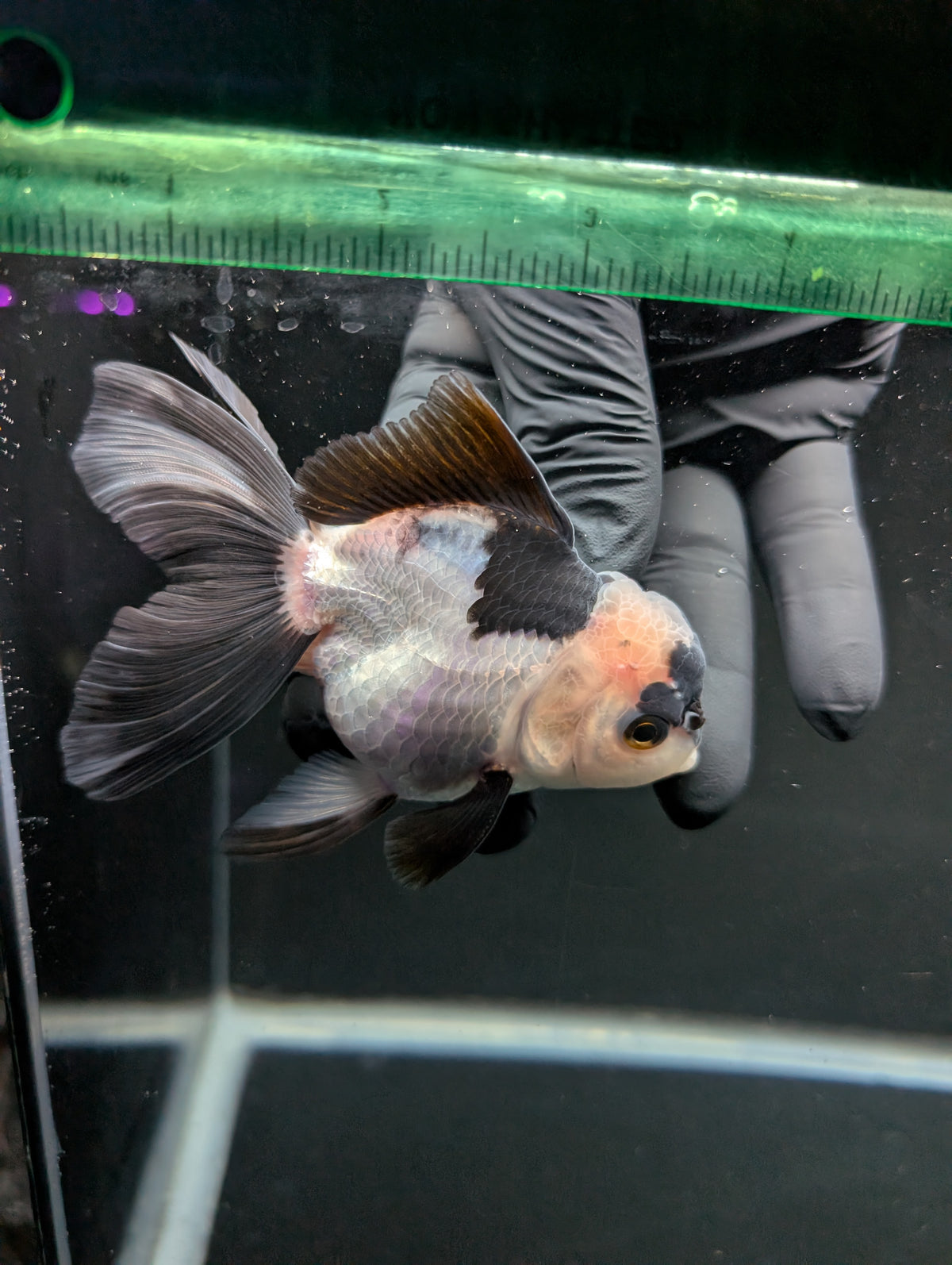 Thai Oranda Panda 4"-4.5"in.  ID#1016T1A-005
