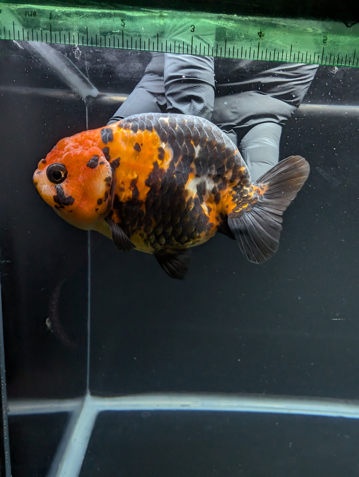 Jumbo Ranchu Calico 4"-4.5" in. ID#904R8A-003