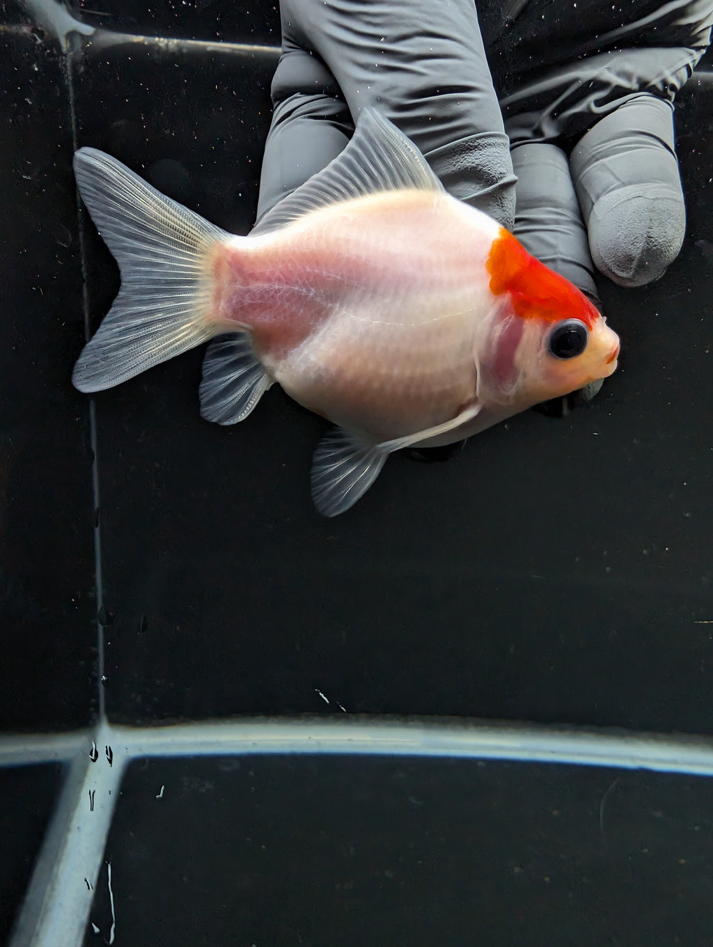 Tamasaba Red White 3"-3.5" in. ID#1009TM1B-002