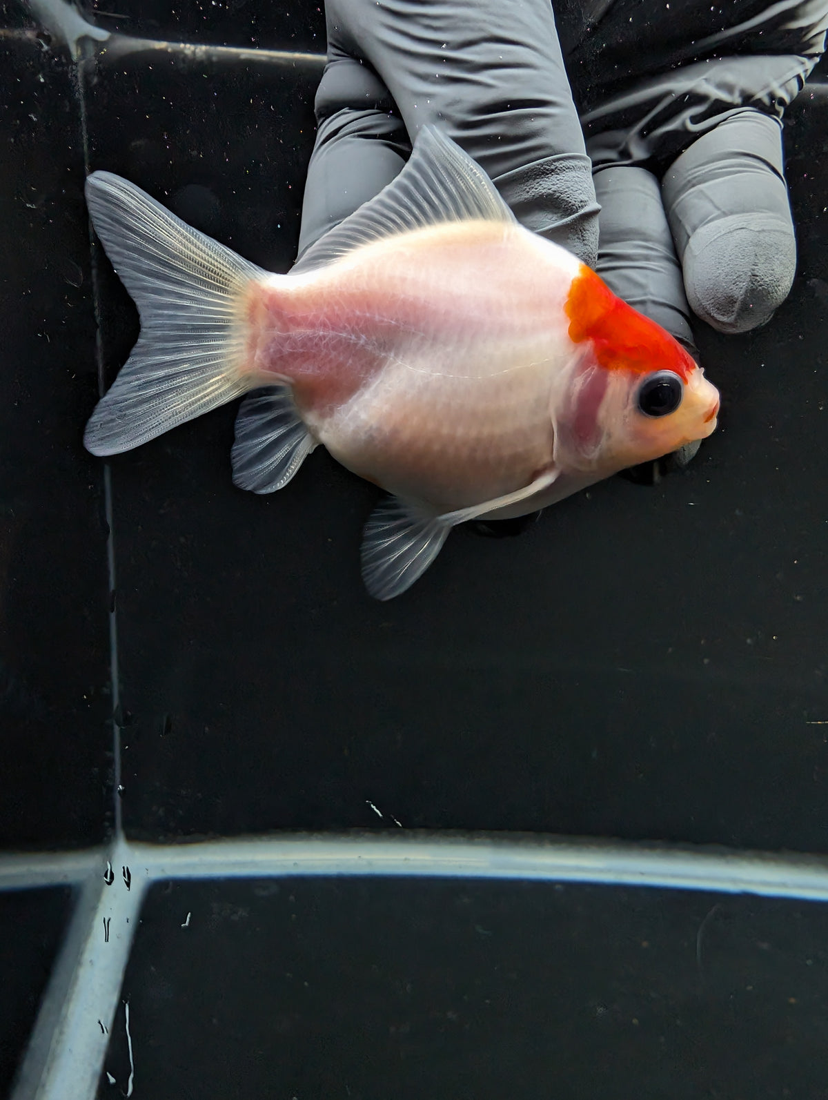Tamasaba Red White 3"-3.5" in. ID#1009TM1B-002