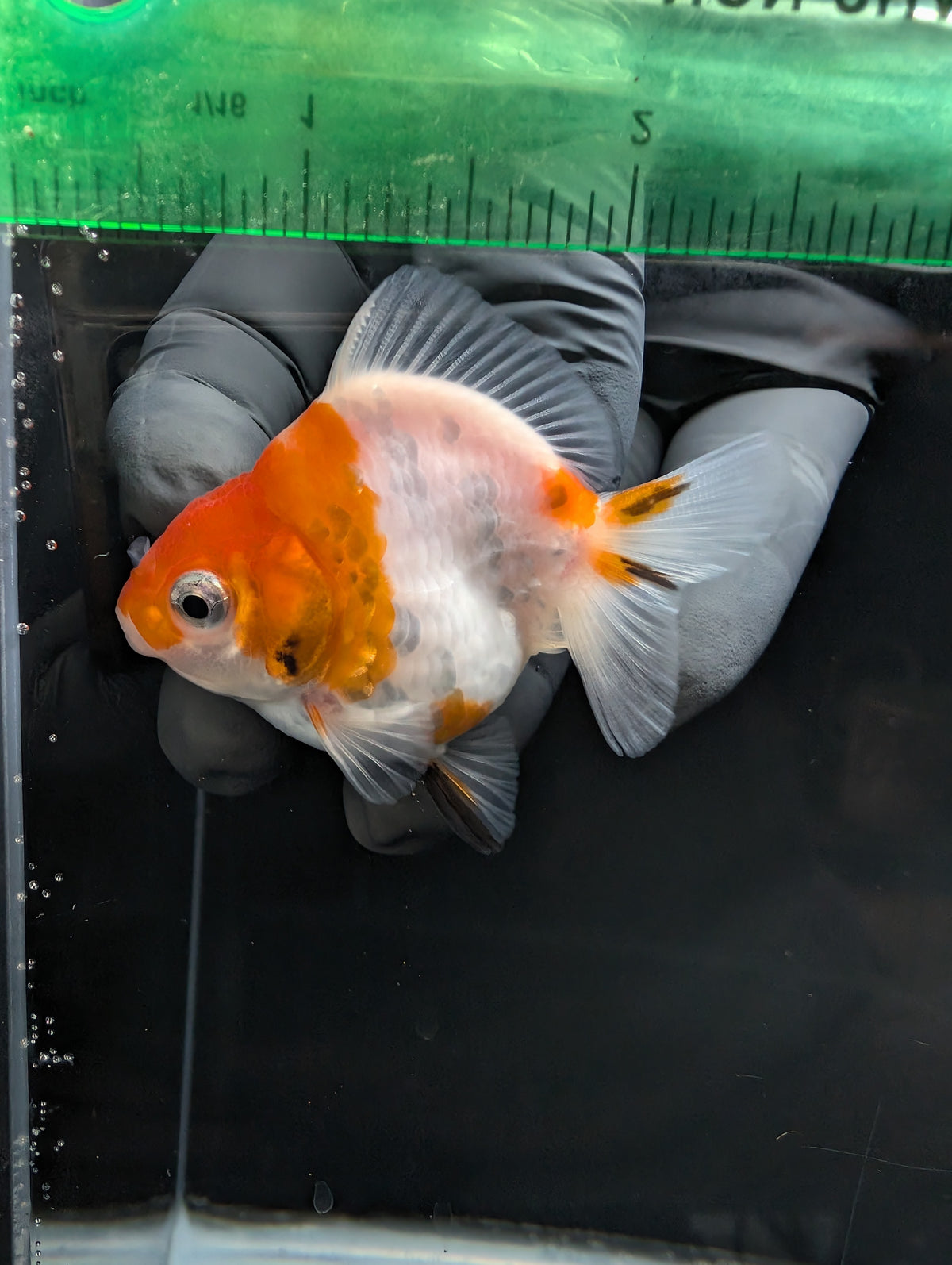 Baby Thai Shogun Oranda Sakura 2"-2.5" in. ID#1023BSG11A-022