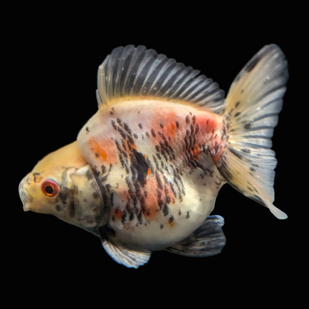 Jumbo Ryukin Short Tail Kirin Calico 4"-4.5" in. ID#3204B-005
