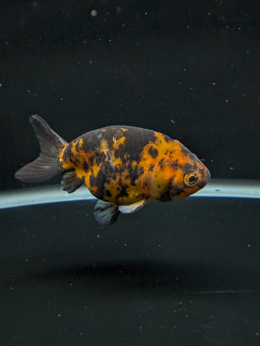 Ranchu Calico 3"-3.5" in. ID#501R13A-028