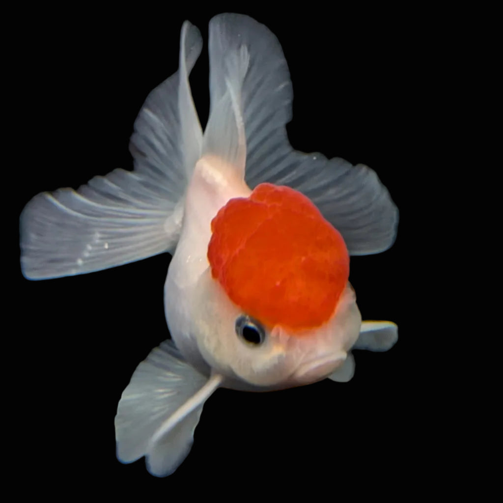 Juvenile Oranda Tricolor 3.5"-4" in.  ID#424T1A-010