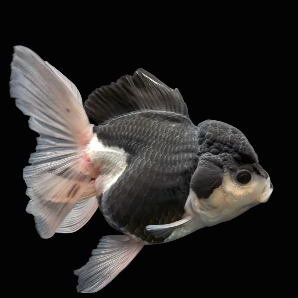 Thai Oranda Panda  4.5"-5"  ID#718T5B-002