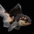 Thai Juvenile Oranda Tricolor 3"-3.5" in.  ID#626T1A-002