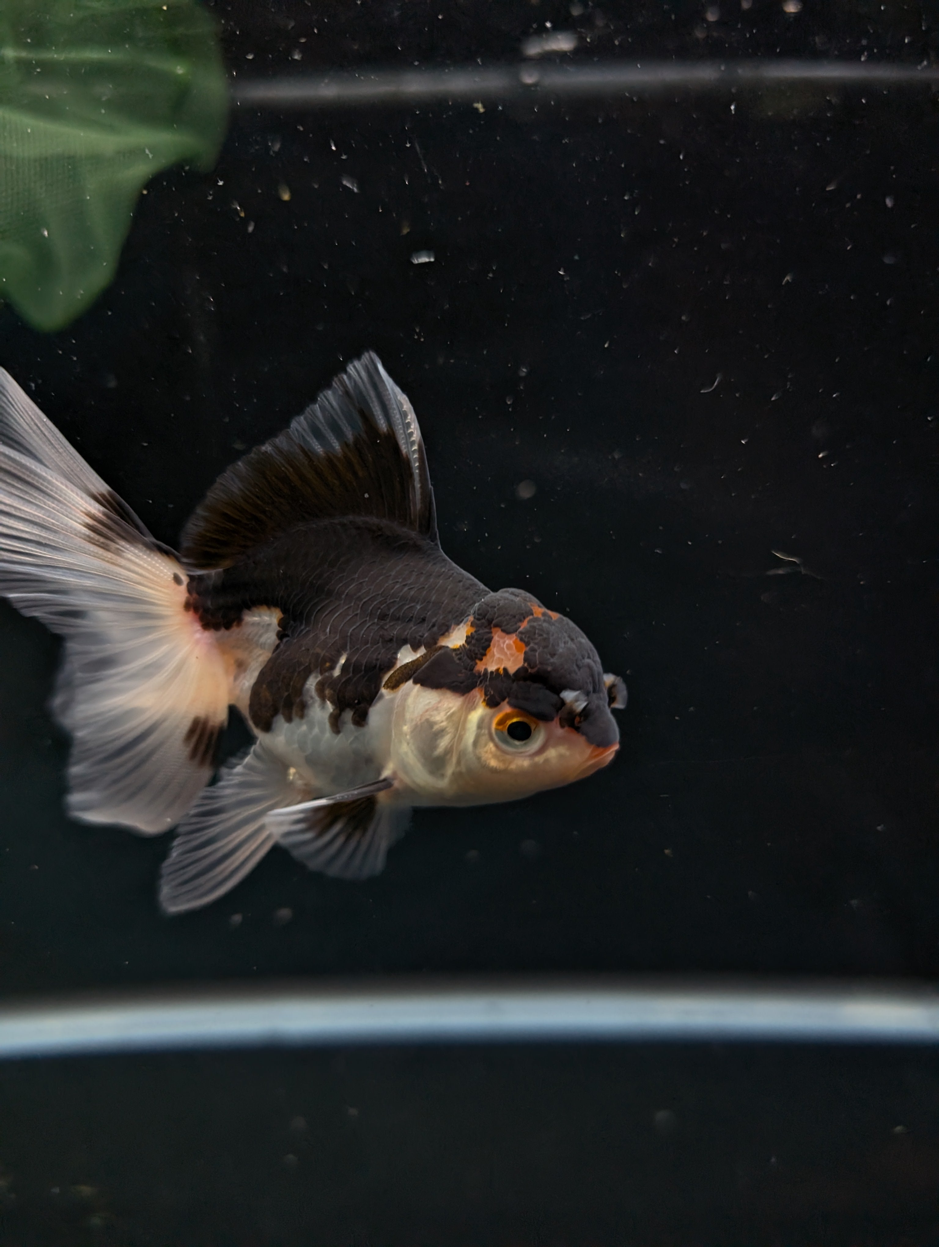 Thai Juvenile Oranda Tricolor 3"-3.5" in.  ID#626T1A-002