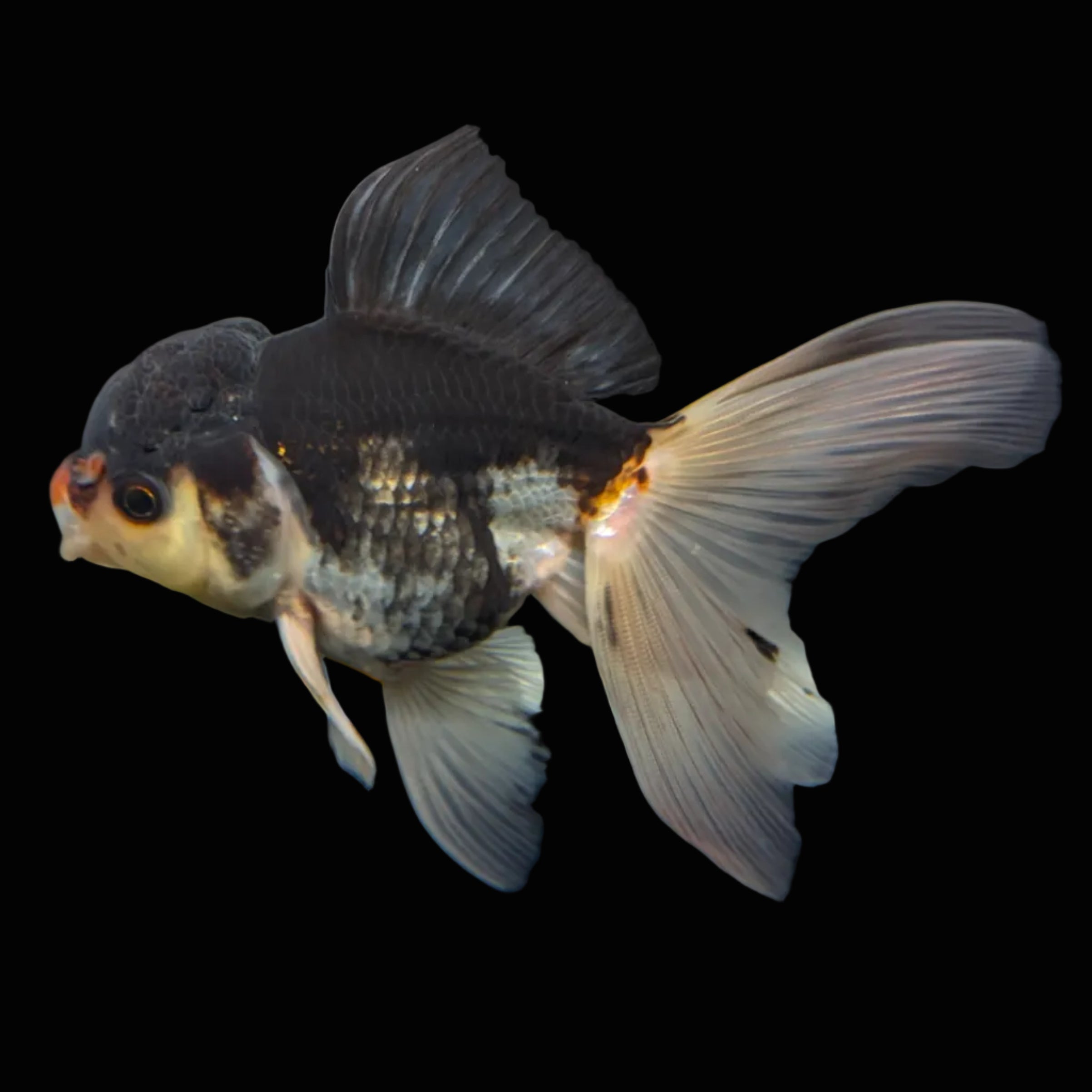 Thai Juvenile Oranda Panda 3.5"-4"in.  ID#724T1A-024