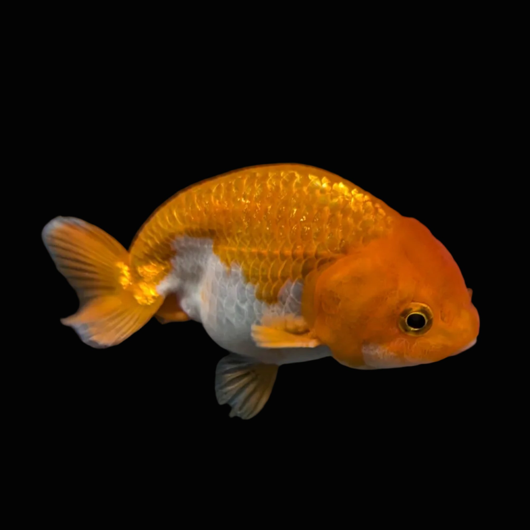 Ranchu Red White 3.5"-4"in. ID#821R4A-055