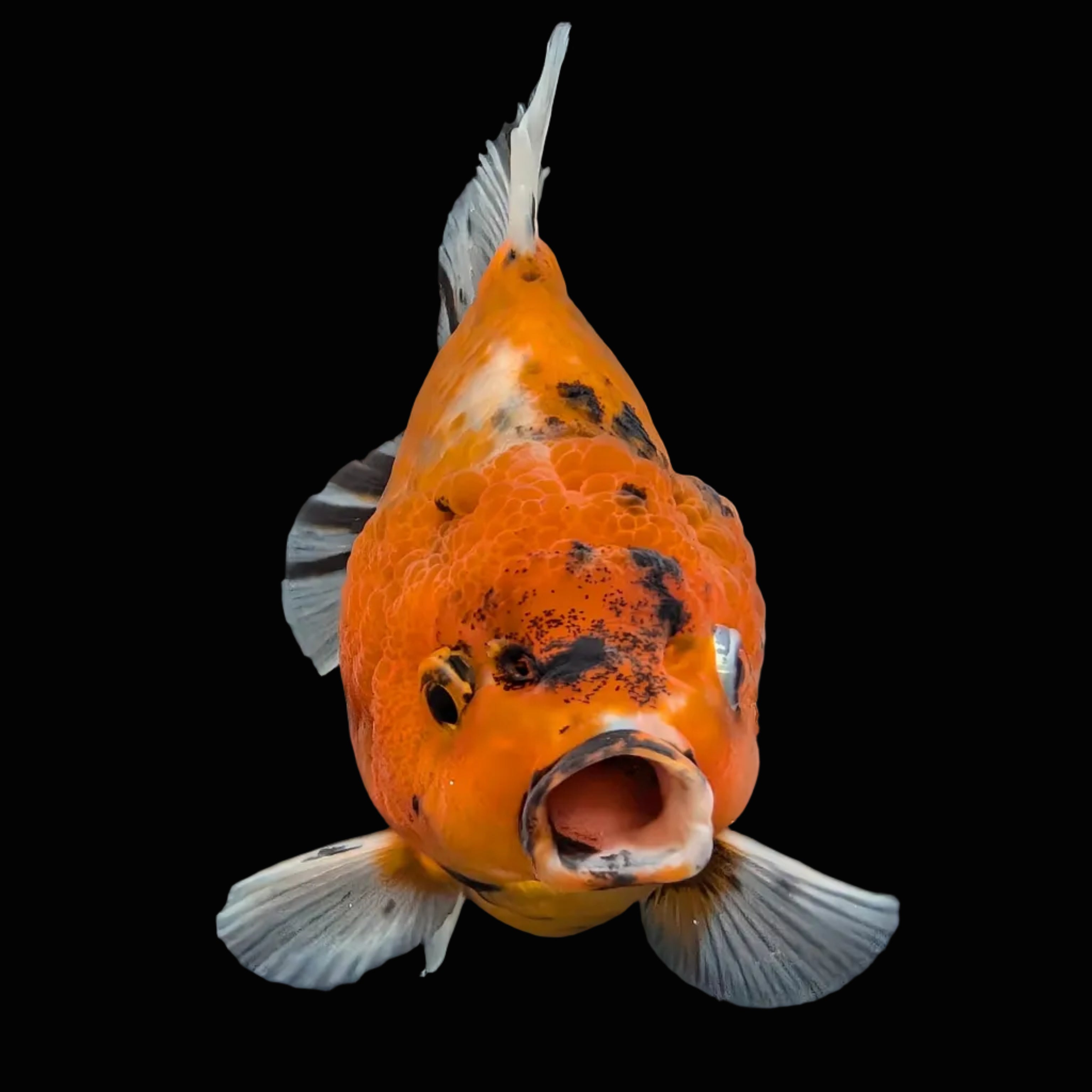 Jumbo Oranda Yuan Bao Calico   4"-4.5"in. ID#807SB13A-001